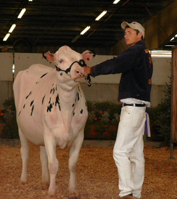 Winning-Cow.jpg