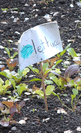 Lettuce seedlings