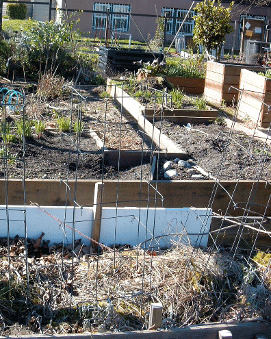 Picture of the garden.